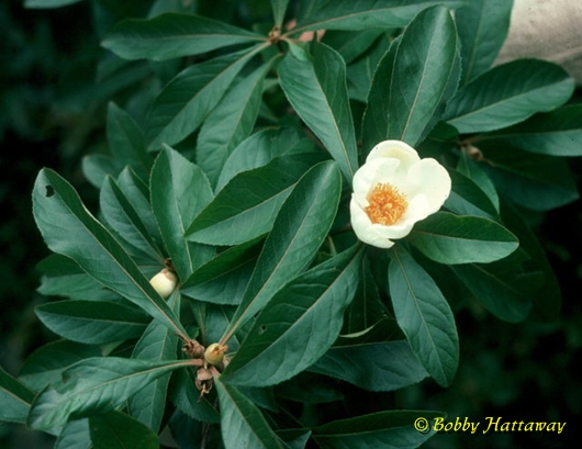 {Franklinia alatamaha}
